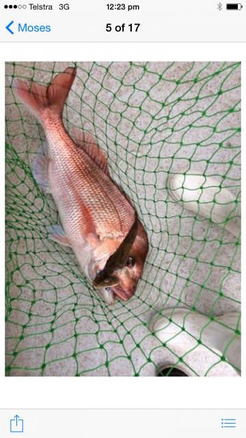 Port Phillip Bay Pink Snapper with Flathead